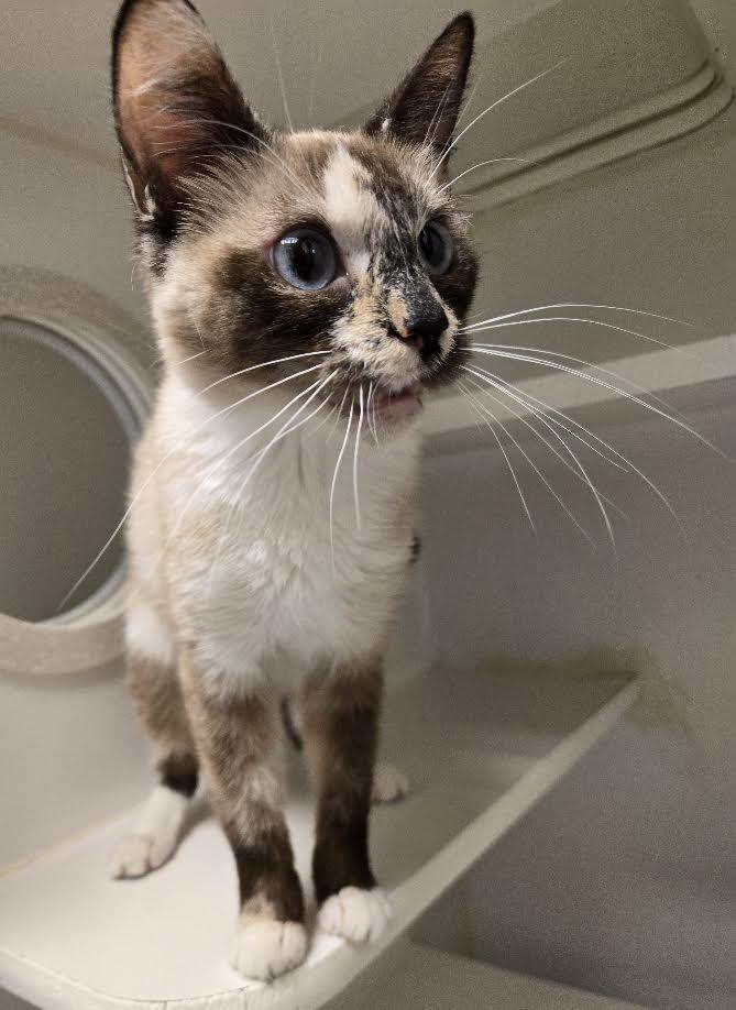 Enlarge Willow, a Adopted mixed breed in Bellingham, WA image 2/2