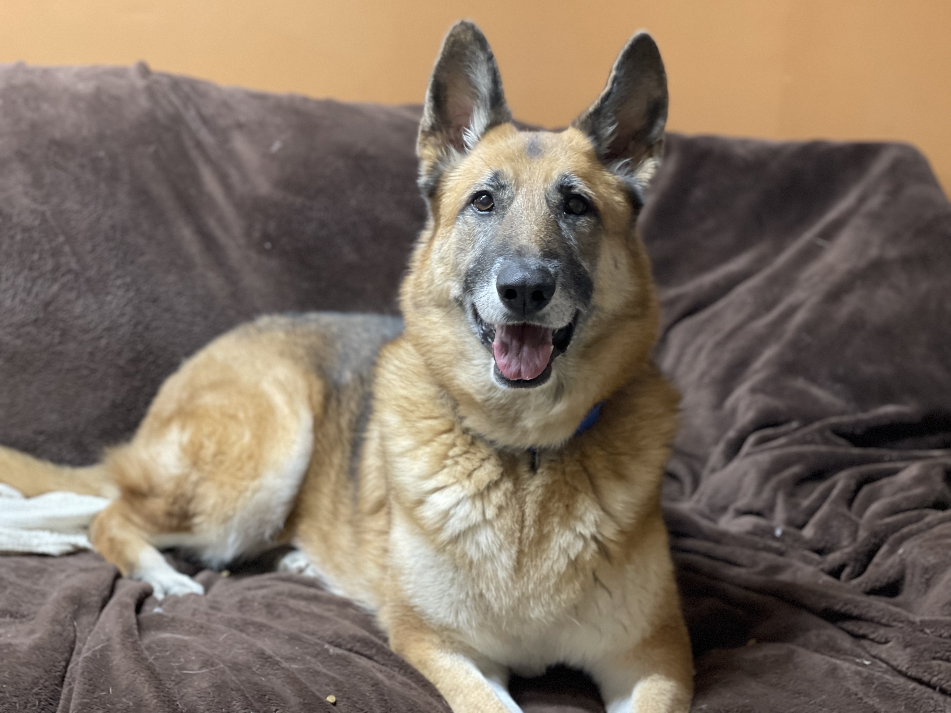 Stella, a Adoptable German Shepherd Dog in Bourbonnais, IL image 1/6