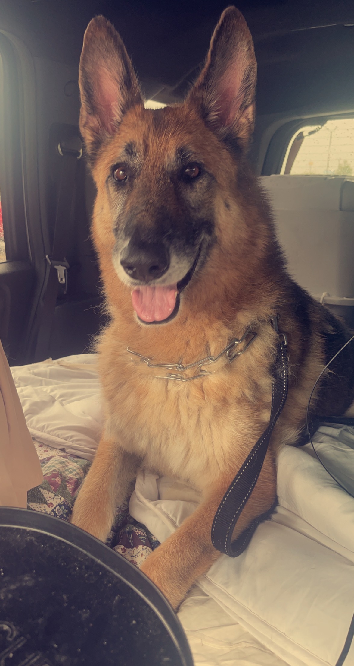 Stella, a Adoptable German Shepherd Dog in Bourbonnais, IL image 2/6