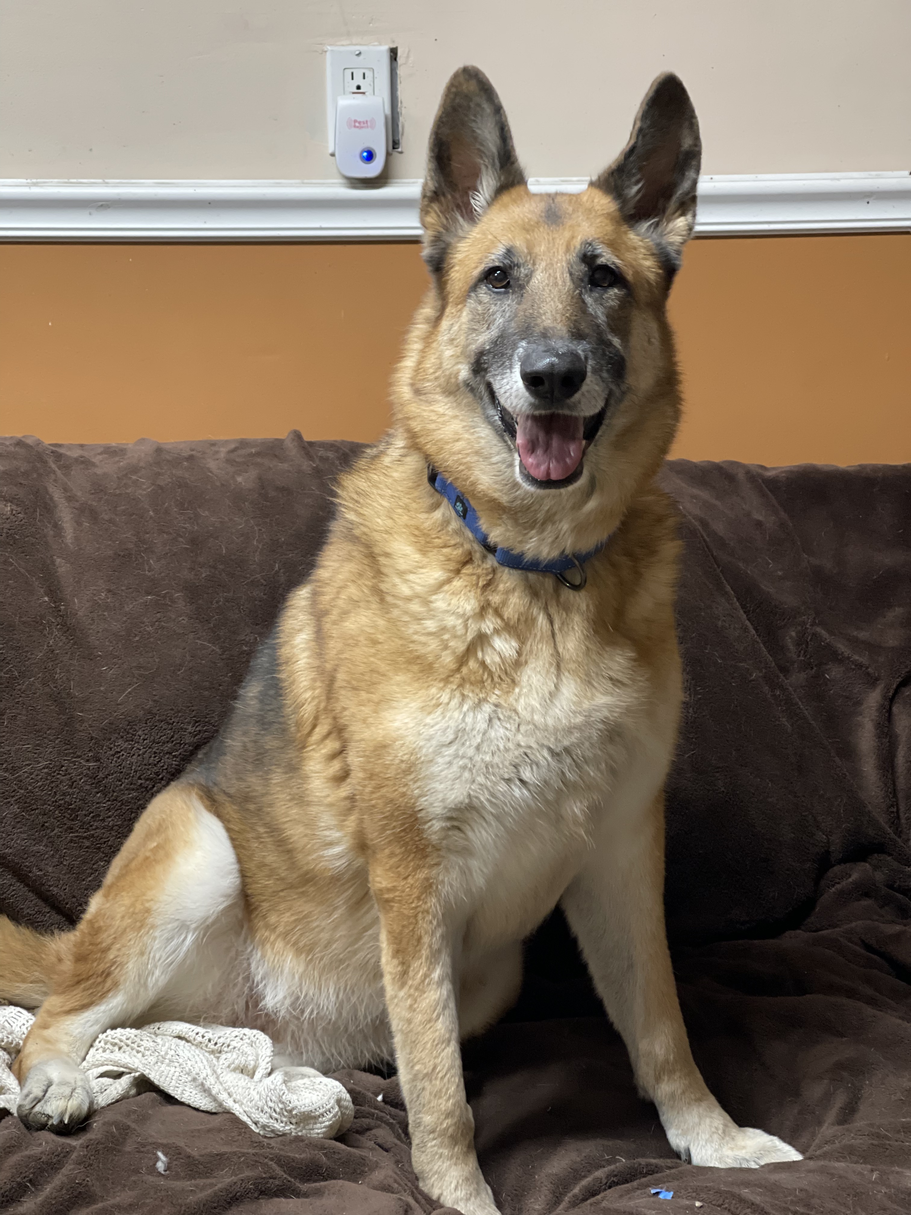 Stella, a Adoptable German Shepherd Dog in Bourbonnais, IL image 3/6