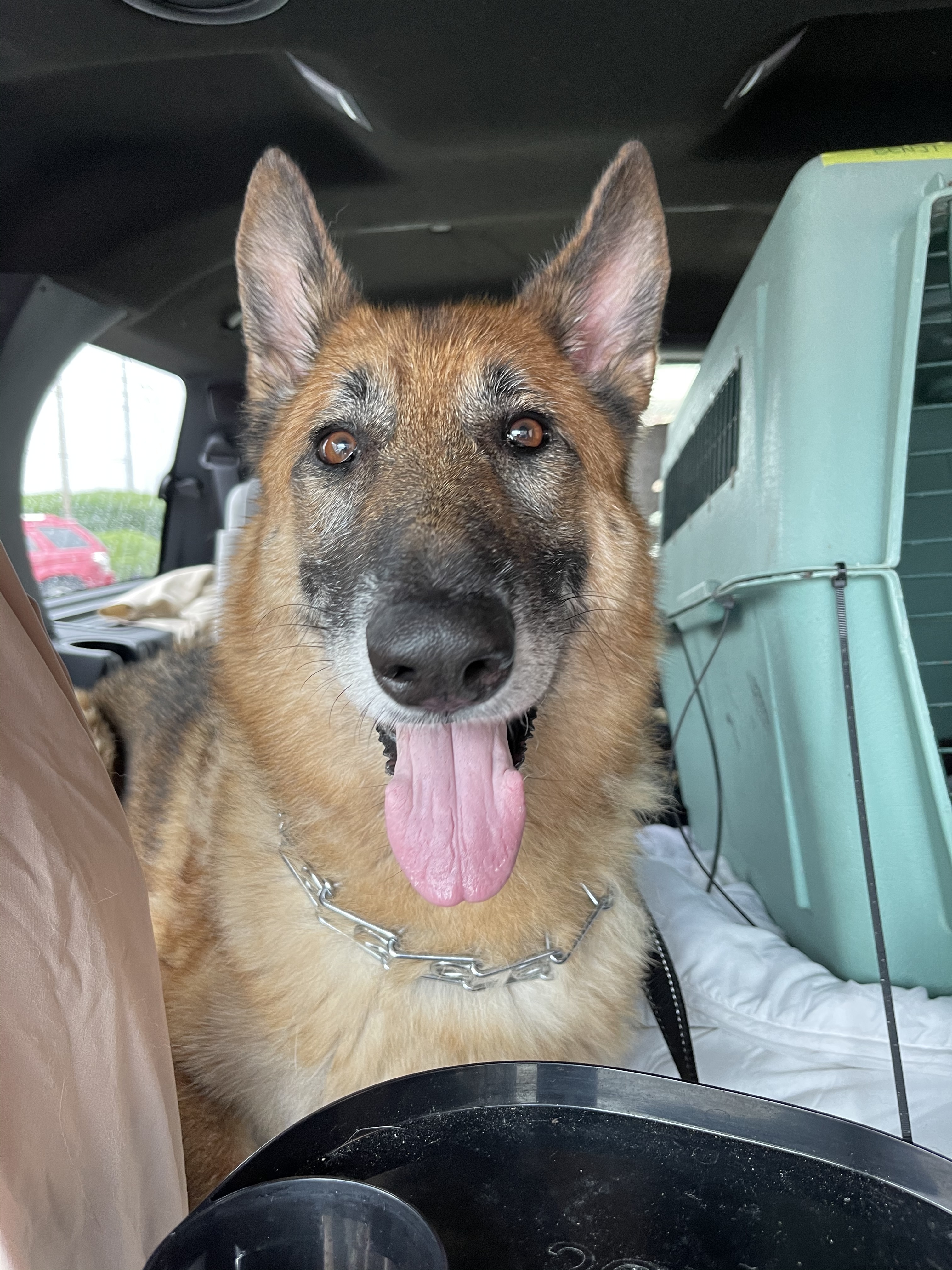 Stella, a Adoptable German Shepherd Dog in Bourbonnais, IL image 4/6