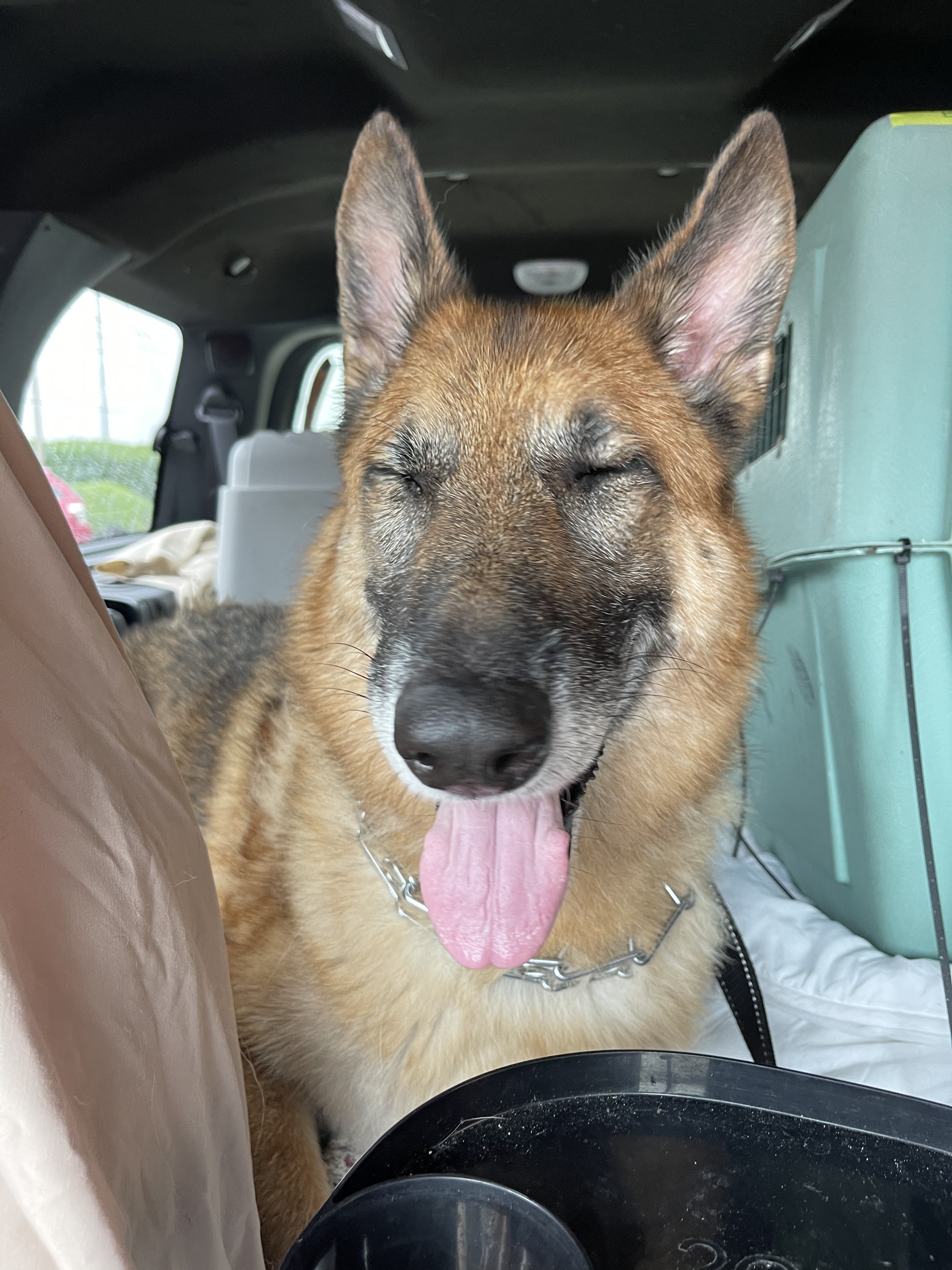 Stella, a Adoptable German Shepherd Dog in Bourbonnais, IL image 5/6