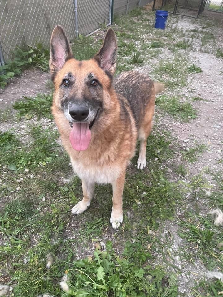 Stella, a Adoptable German Shepherd Dog in Bourbonnais, IL image 6/6