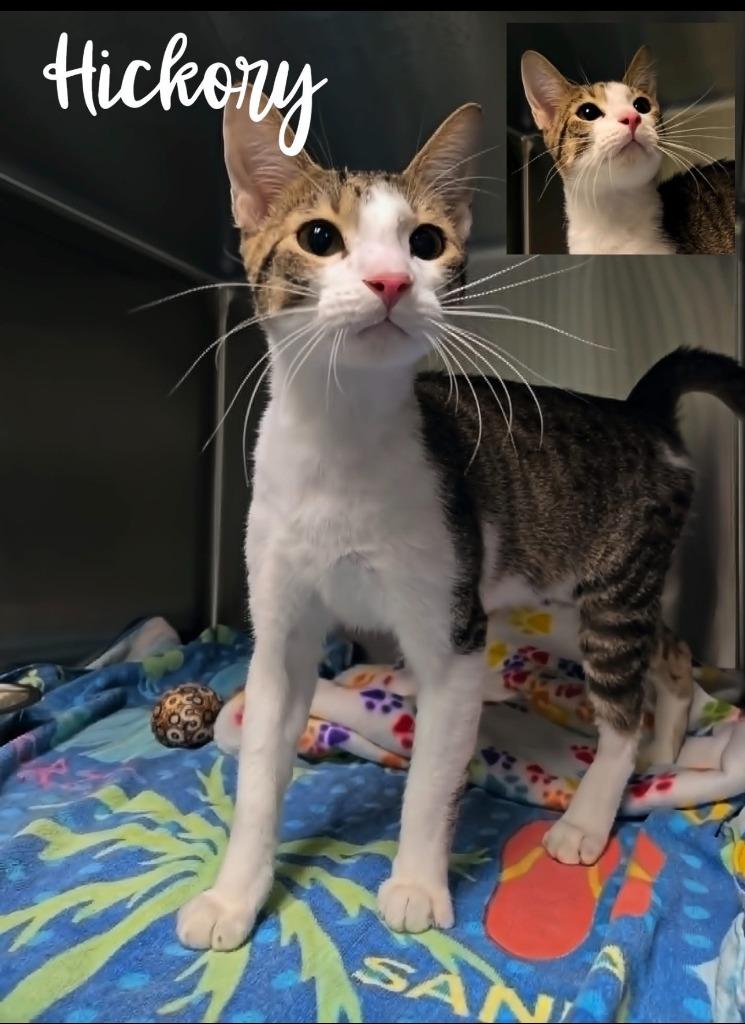 Enlarge Hickory, a Adoptable mixed breed in Blountville, TN image 1/1