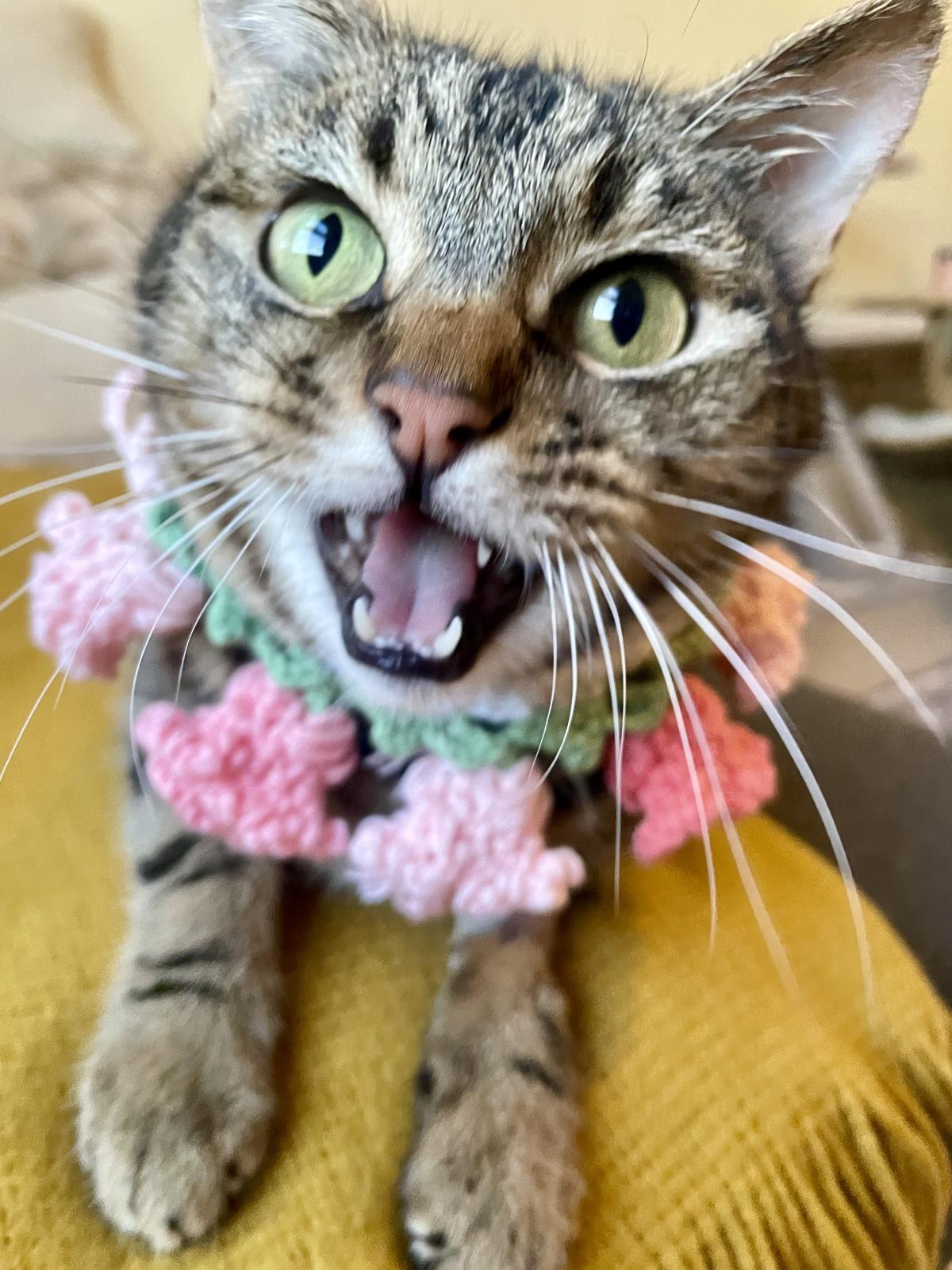 Princess, Adoptable, Adult Female Domestic Short Hair & Domestic Short Hair.