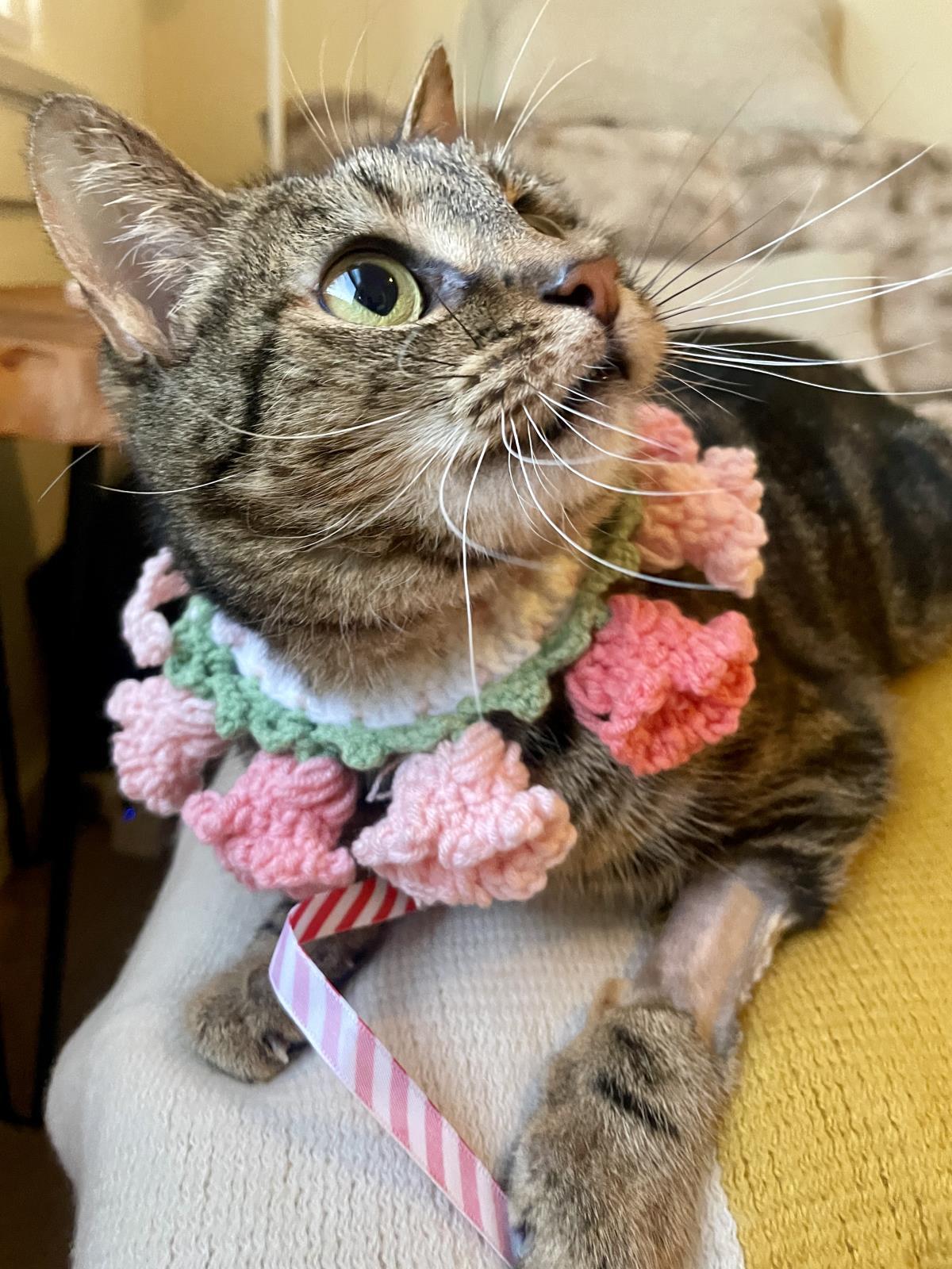 Enlarge Princess, a Adoptable mixed breed in La Jolla, CA image 3/3