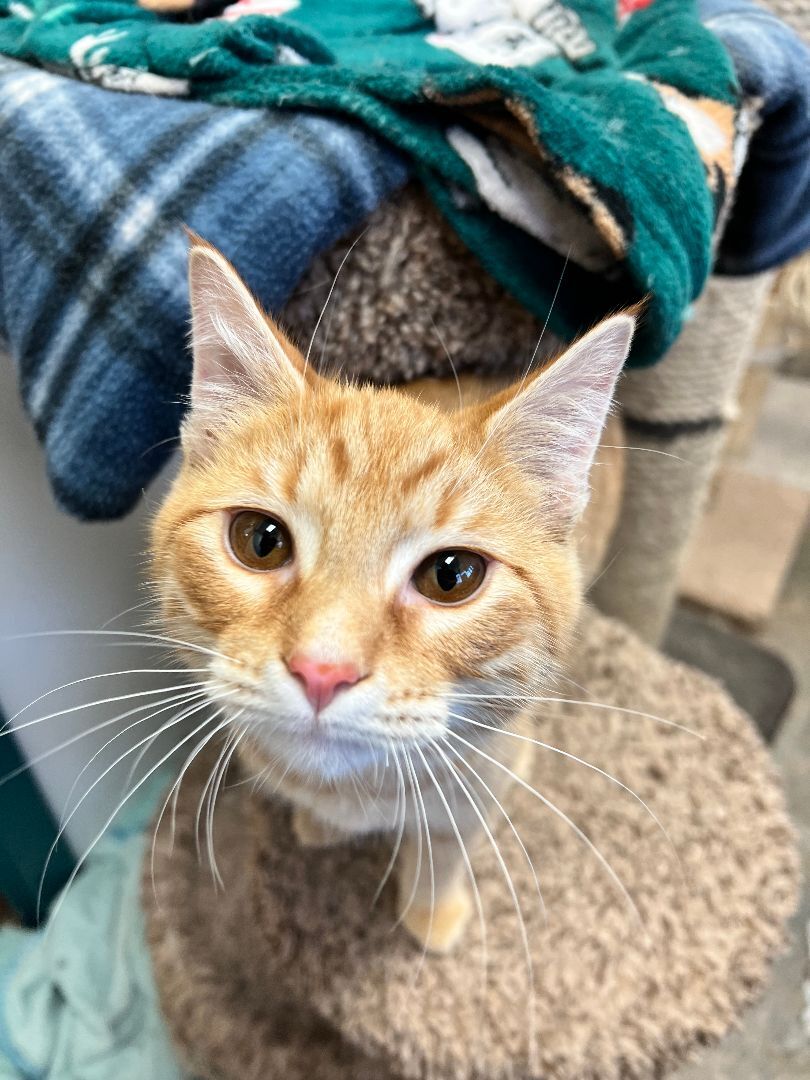 Enlarge Cashew, a Adopted Domestic Short Hair in Evansville, IN image 1/1