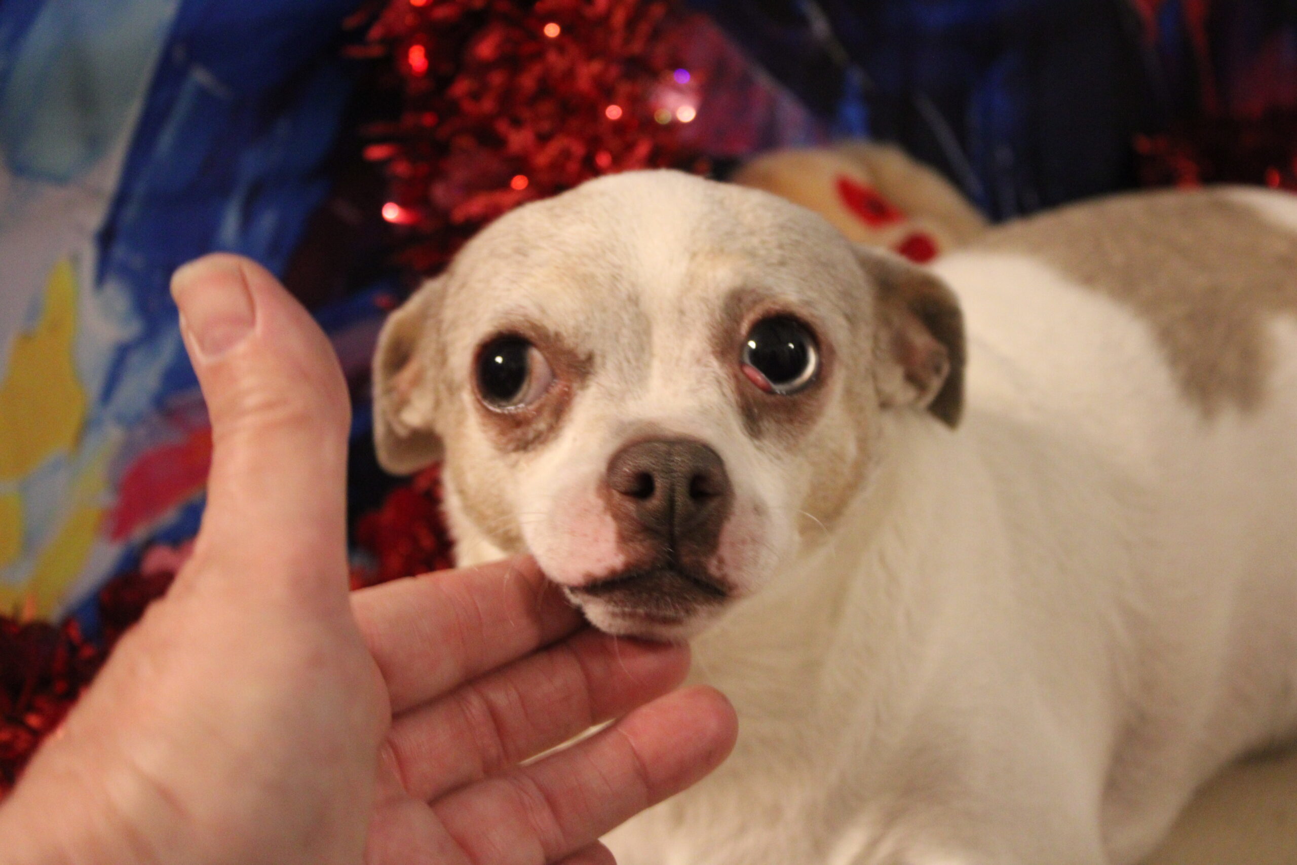 Louise, a Adoptable Chihuahua in Wauchula, FL image 1/4