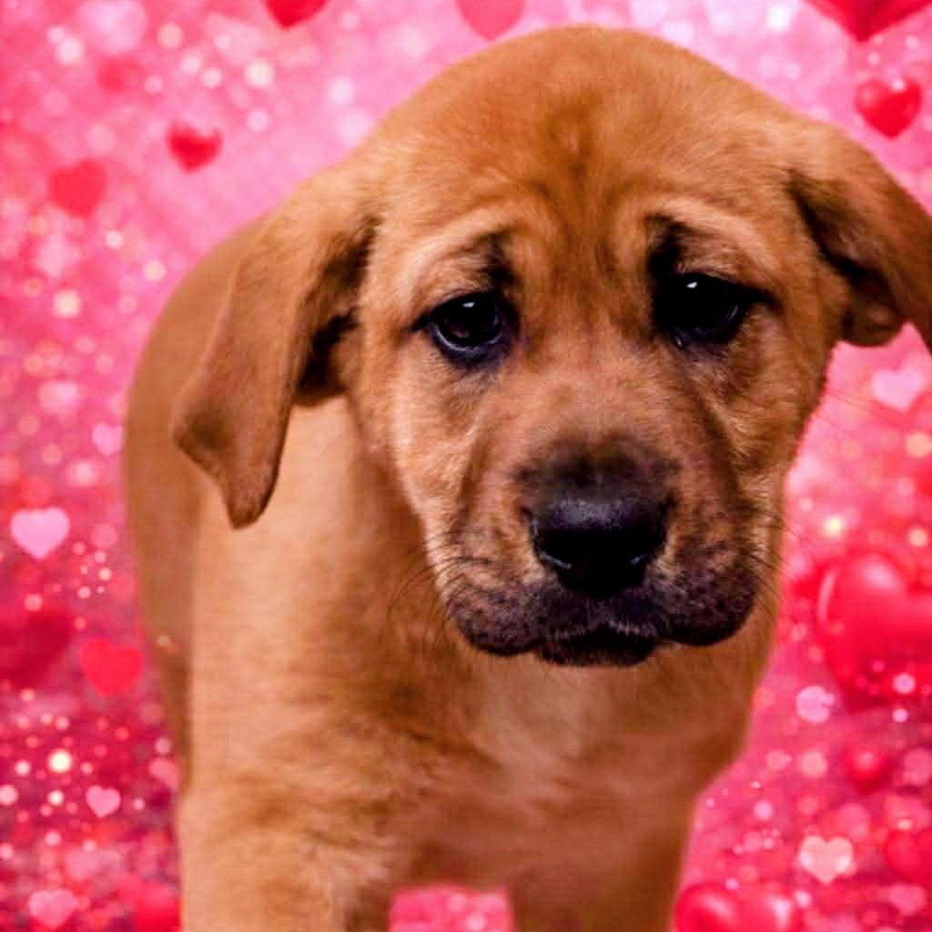 Enlarge Mrs. Twinkles, a Adoptable mixed breed in Archbold , OH image 1/4