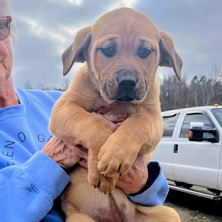 Enlarge Mrs. Twinkles, a Adoptable mixed breed in Archbold , OH image 2/4