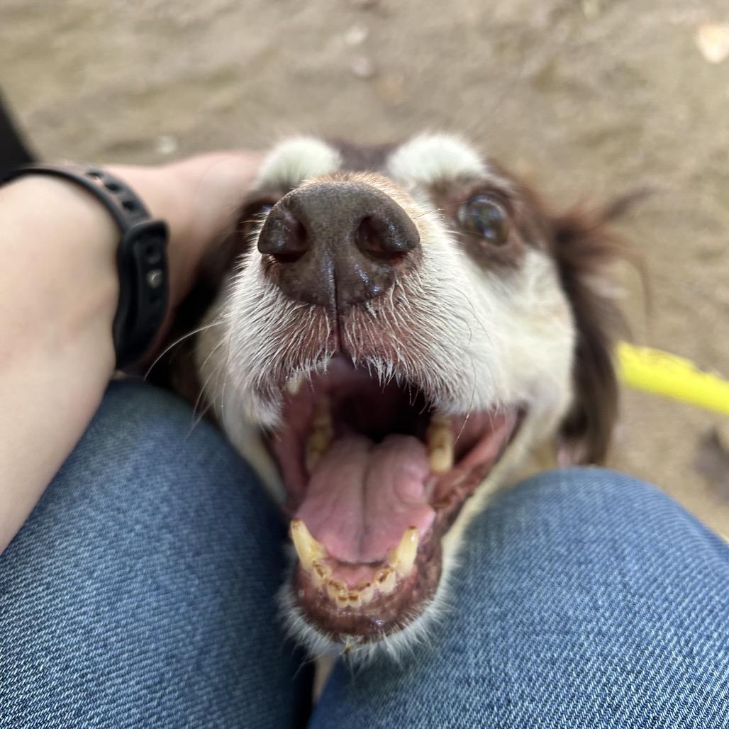 Bea Arthur, Adoptable, Senior Female Australian Shepherd & Mixed Breed.