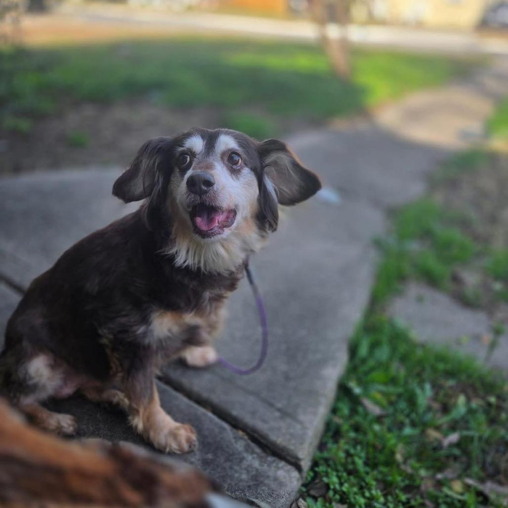 Bea Arthur, Adoptable, Senior Female Australian Shepherd & Mixed Breed.