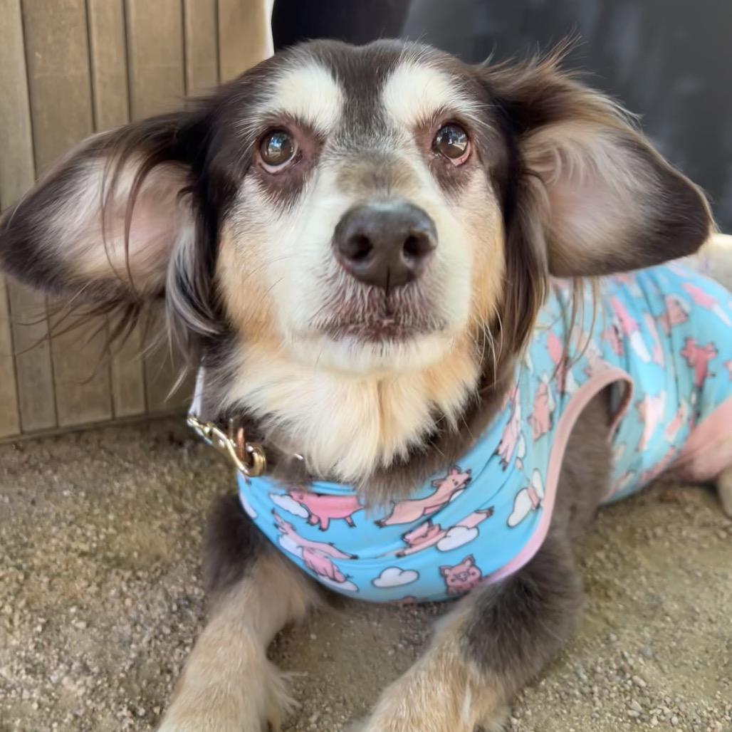 Bea Arthur, a Adoptable mixed breed in Grapevine, TX image 4/6