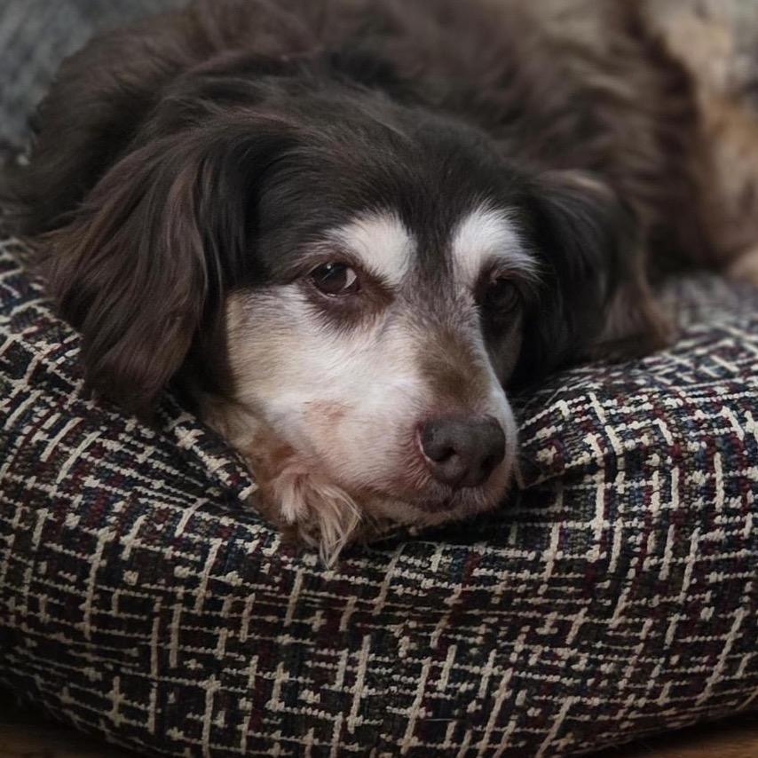 Enlarge Bea Arthur, a Adoptable mixed breed in Grapevine, TX image 5/6