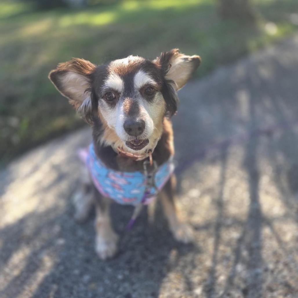 Bea Arthur, a Adoptable mixed breed in Grapevine, TX image 5/6