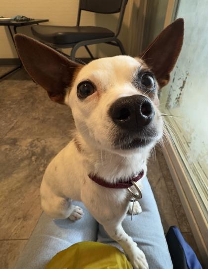 Enlarge Little Girl, an adopted Mixed Breed in Missoula, MT image 1/2
