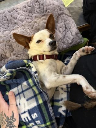 Enlarge Little Girl, an adopted Mixed Breed in Missoula, MT image 2/2