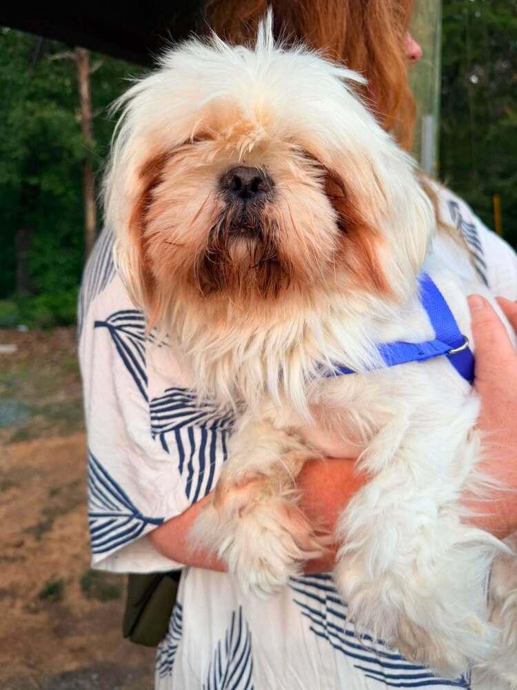 Fritz, Adoptable, Adult Male Shih Tzu.
