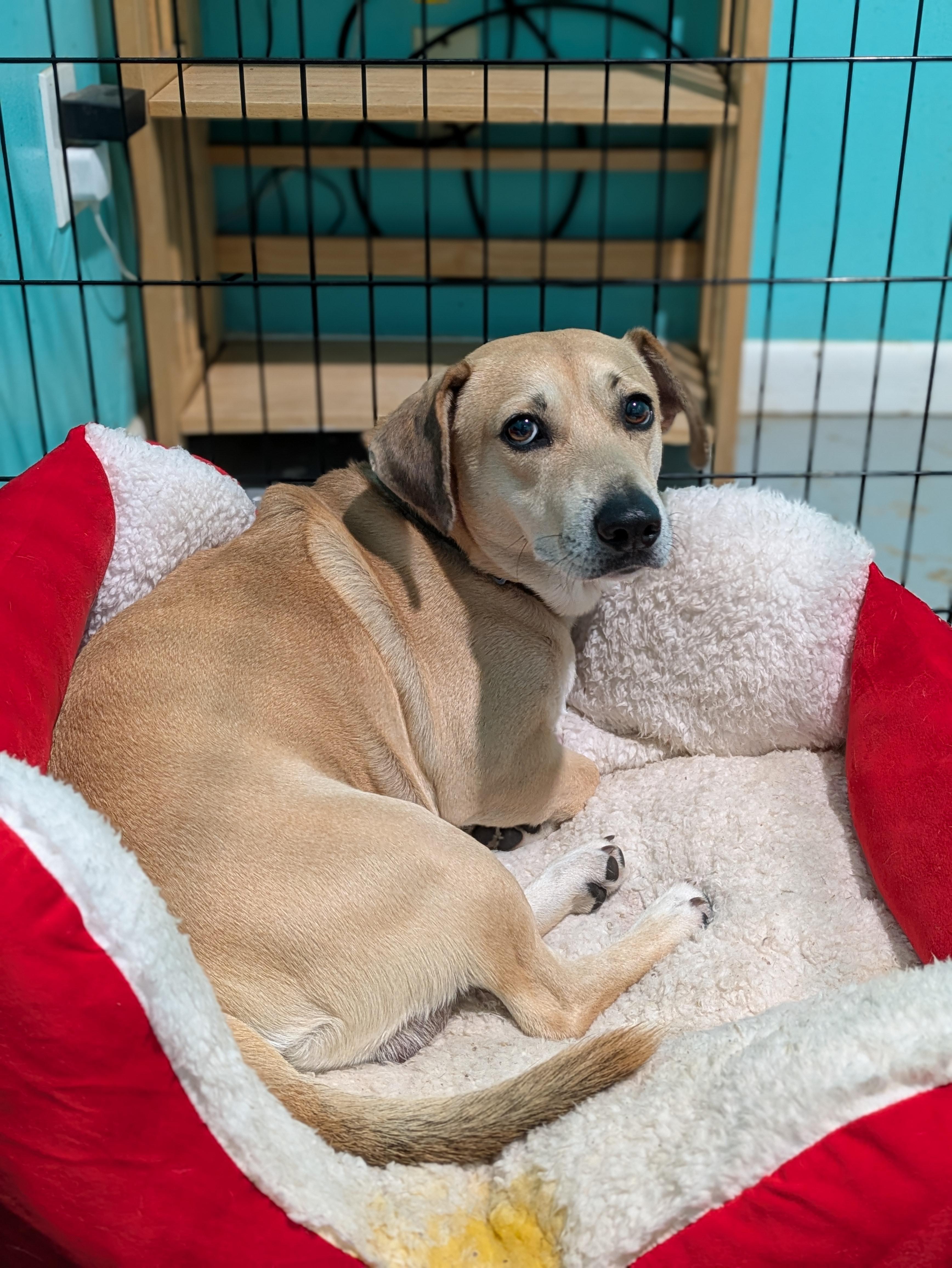 Enlarge Fitz, an adopted Mixed Breed in Huntsville, AL image 4/4