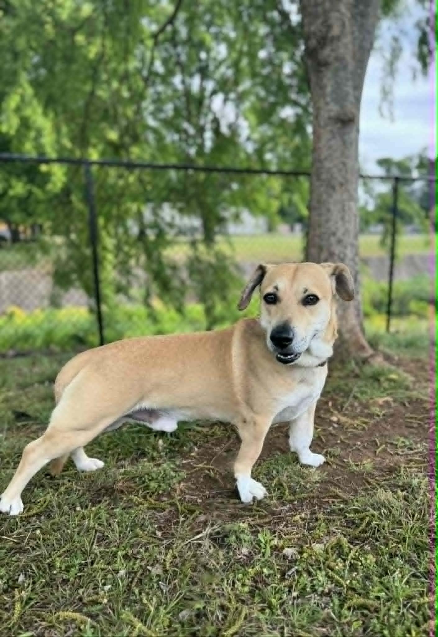 Enlarge Fitz, an adopted Mixed Breed in Huntsville, AL image 3/4