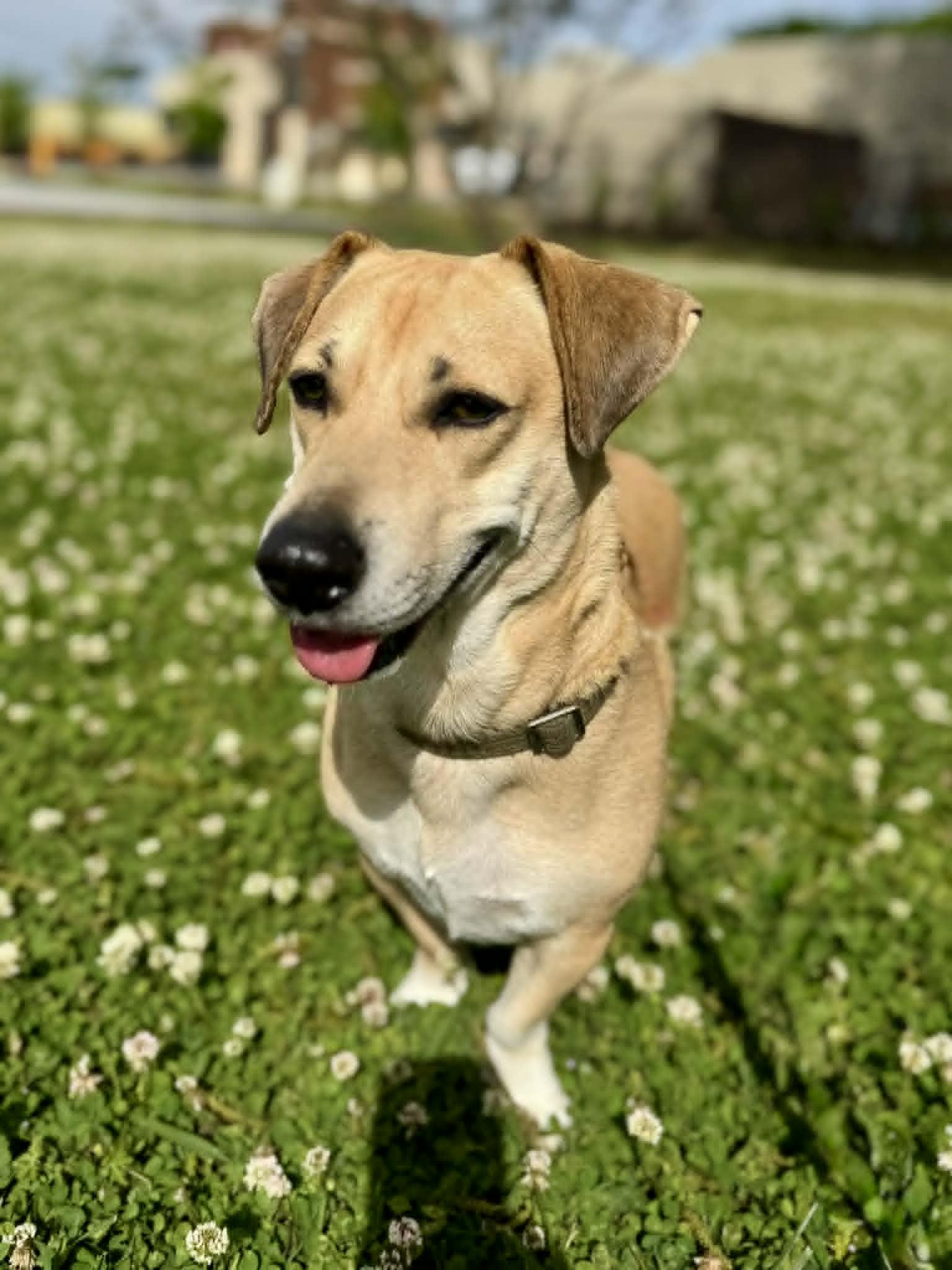 Enlarge Fitz, an adopted Mixed Breed in Huntsville, AL image 2/4