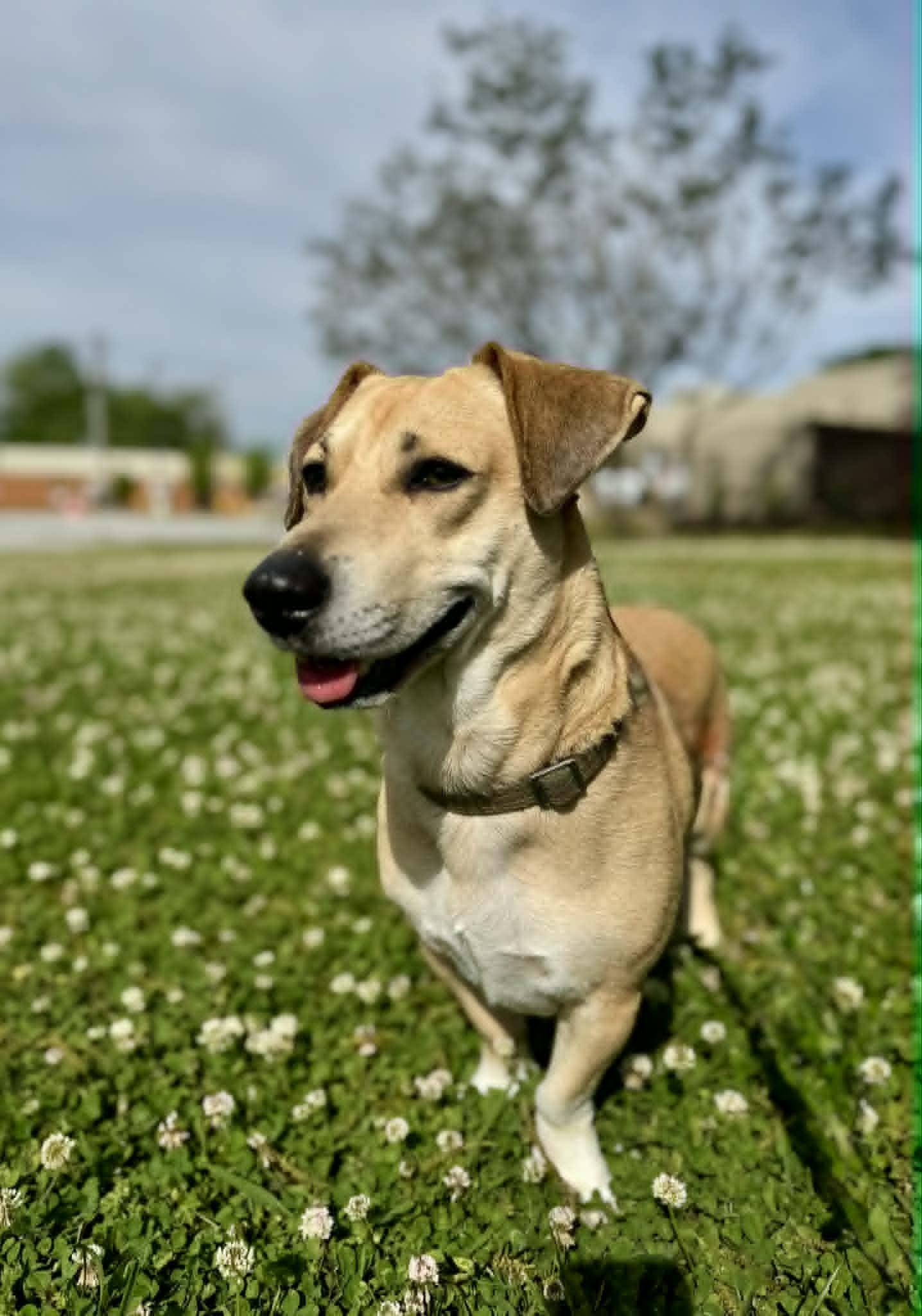 Fitz, adopted, Young Male Mixed Breed.