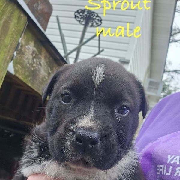 SPROUT - ARRIVED IN MAINE 4