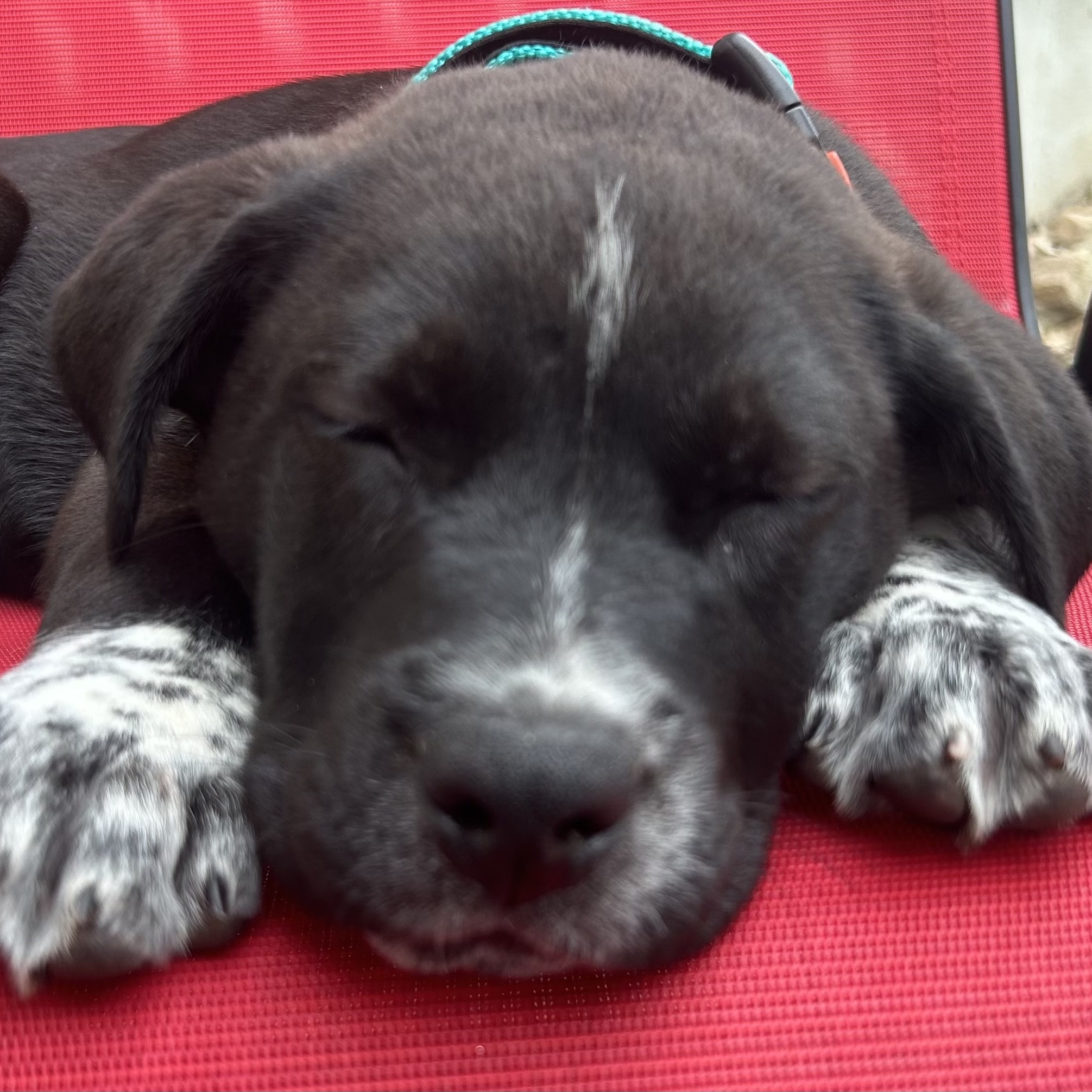 SPROUT - ARRIVED IN MAINE 6