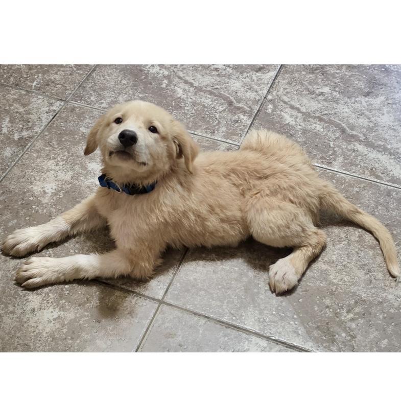Atlas, a ADOPTABLE mixed breed in Boulder, CO image 2/4