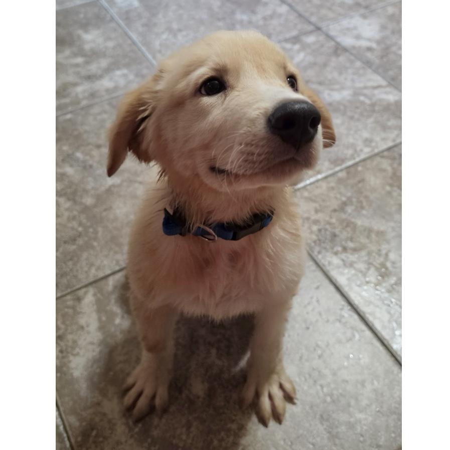 Atlas, a ADOPTABLE mixed breed in Boulder, CO image 3/4