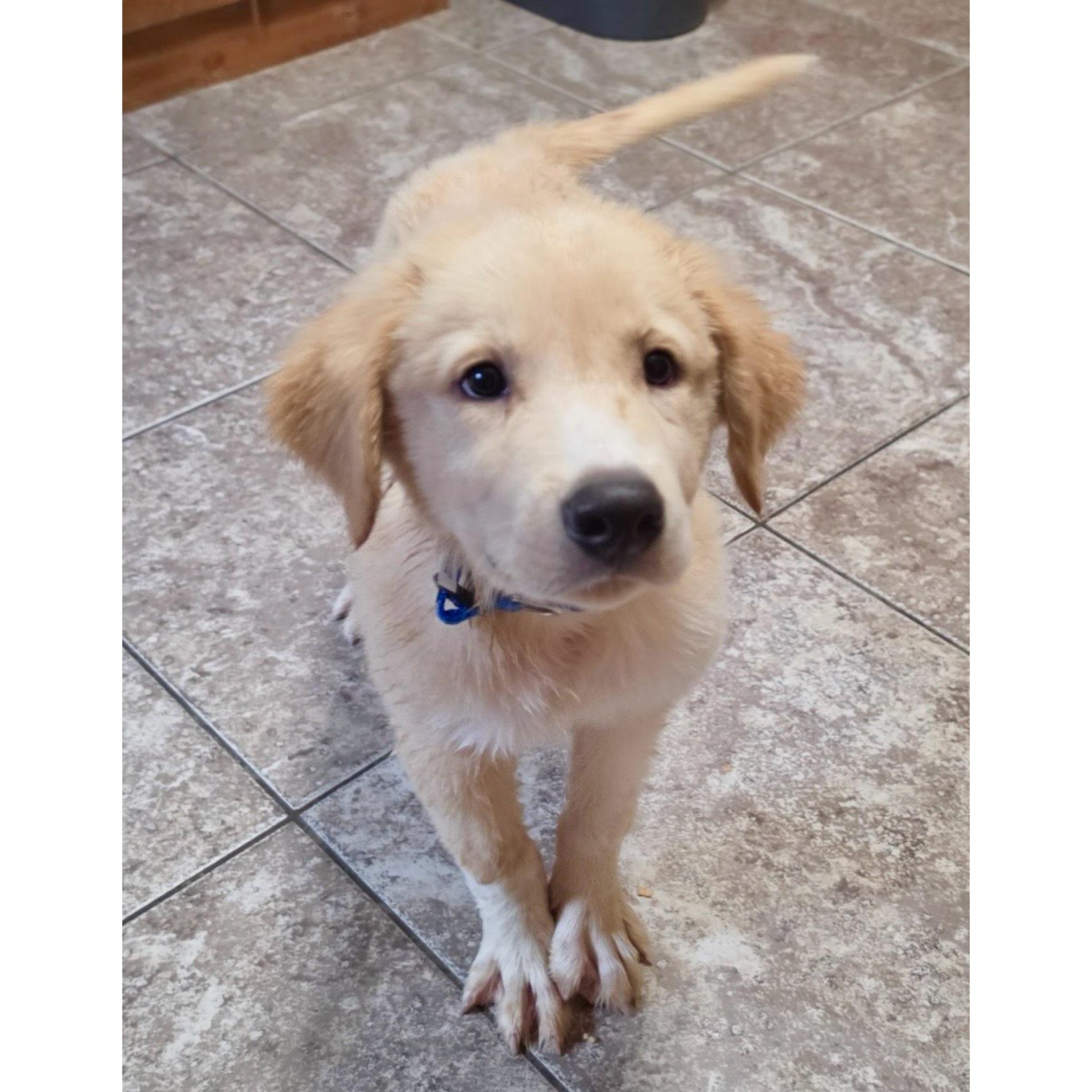 Atlas, ADOPTABLE, Puppy Male Golden Retriever.