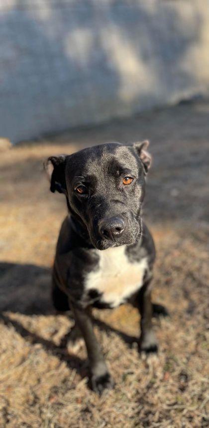 Enlarge Moxley, a Adoptable mixed breed in Clayton, GA image 1/5