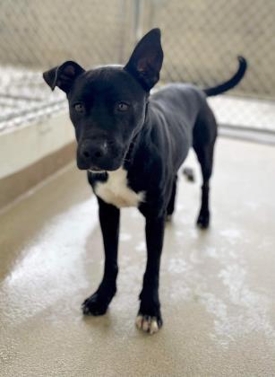 Moxley, Adoptable, Adult Female Pit Bull Terrier & Labrador Retriever.