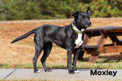 Moxley — thumbnail 4