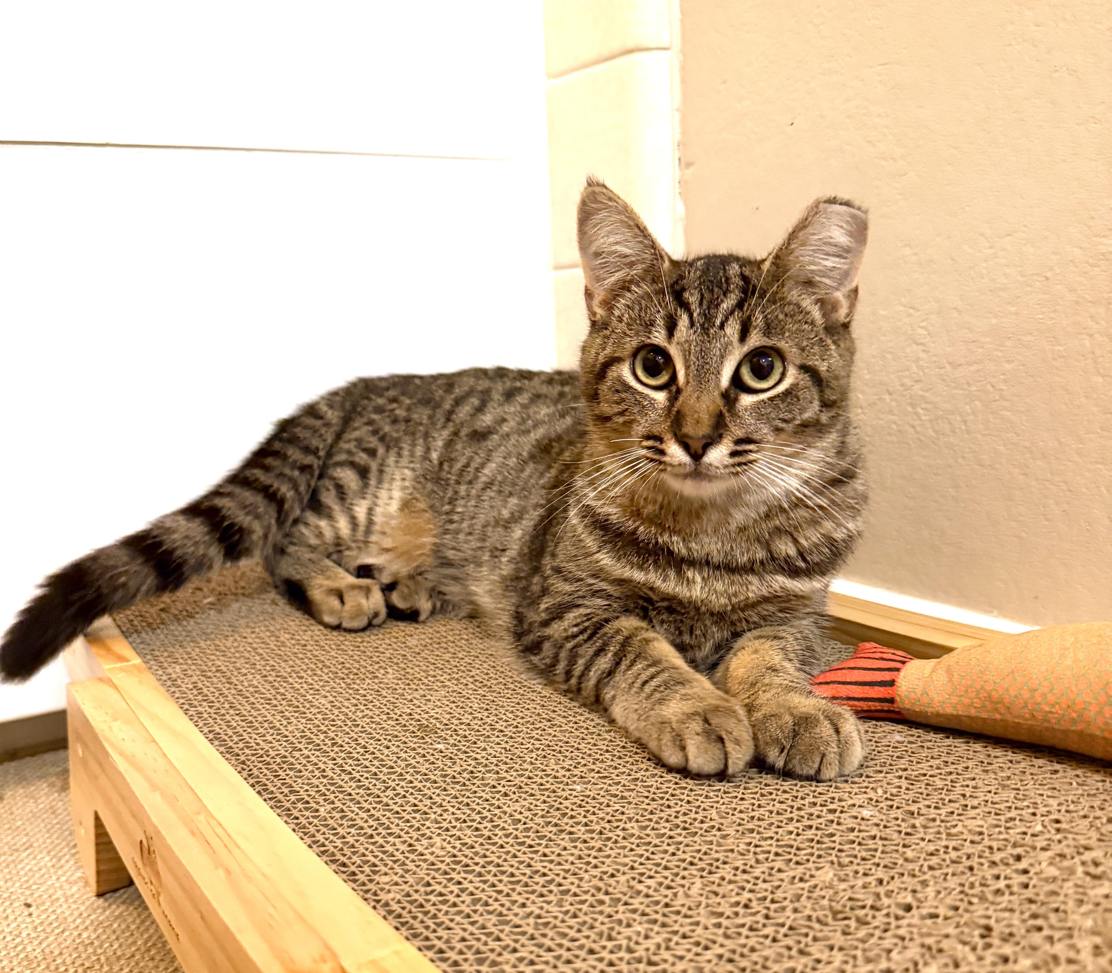 Jasper, a Adoptable Domestic Short Hair in Orange, CA image 3/4