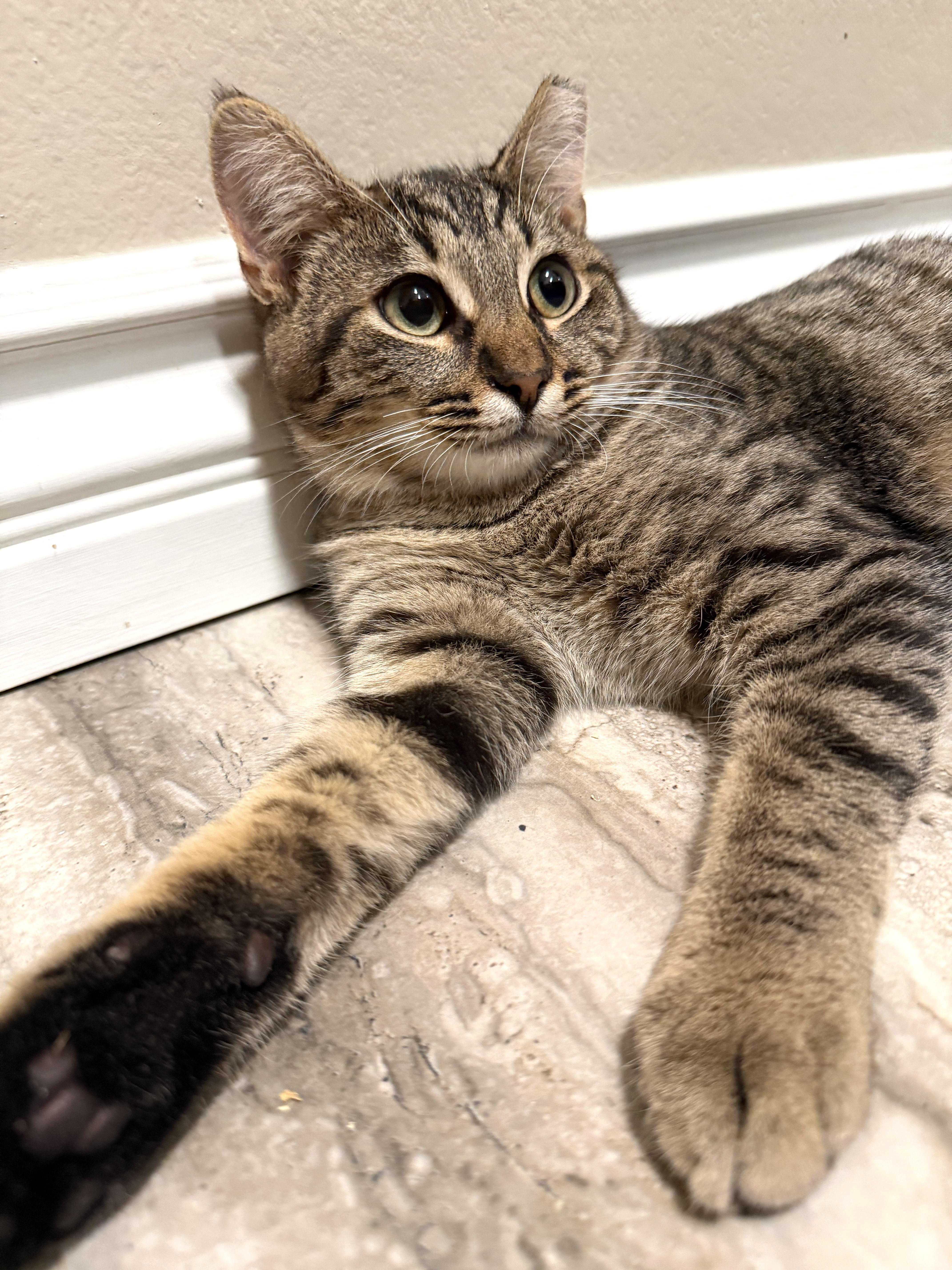 Jasper, a Adoptable Domestic Short Hair in Orange, CA image 4/4