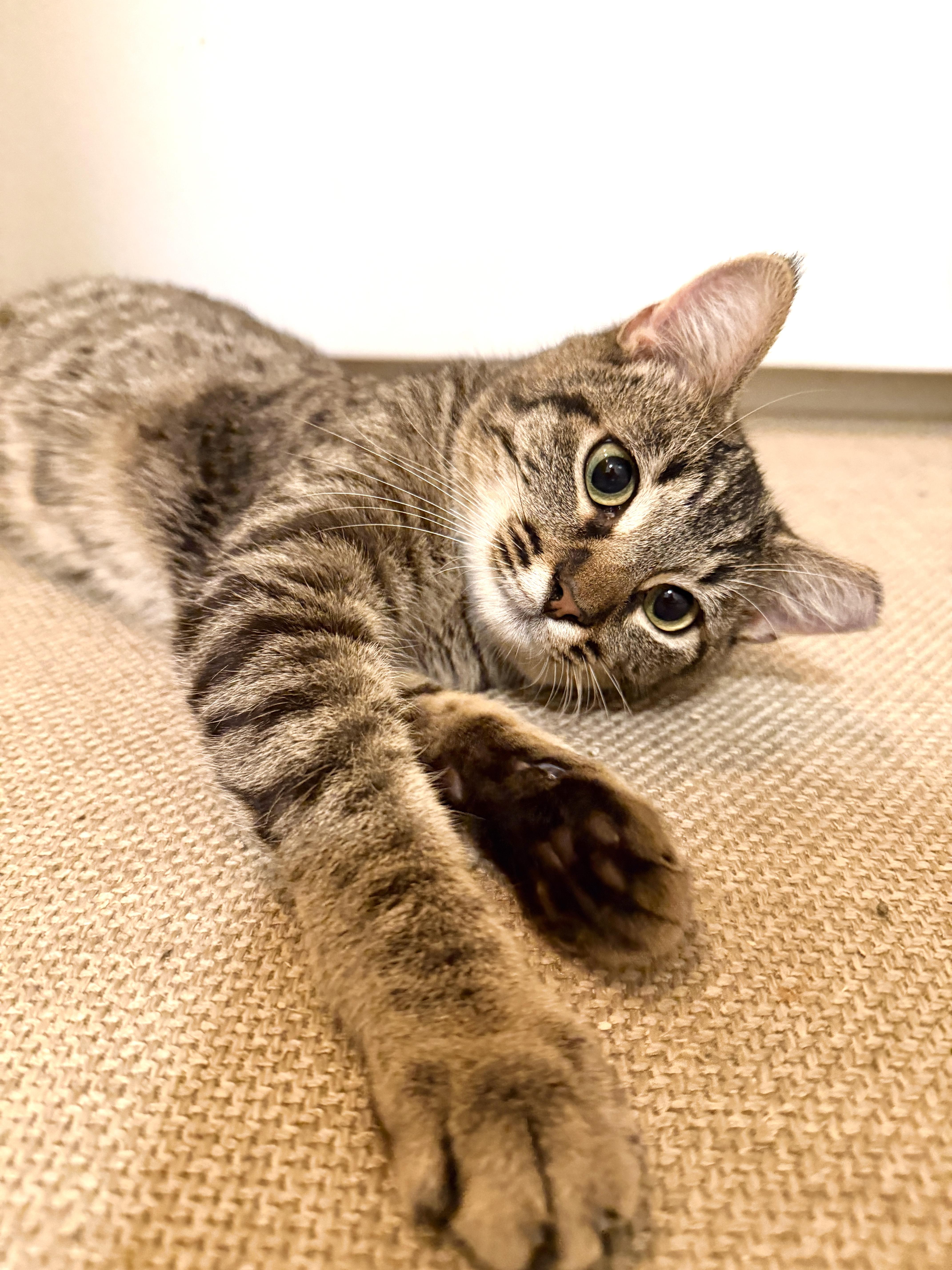 Jasper, a Adoptable Domestic Short Hair in Orange, CA image 1/4