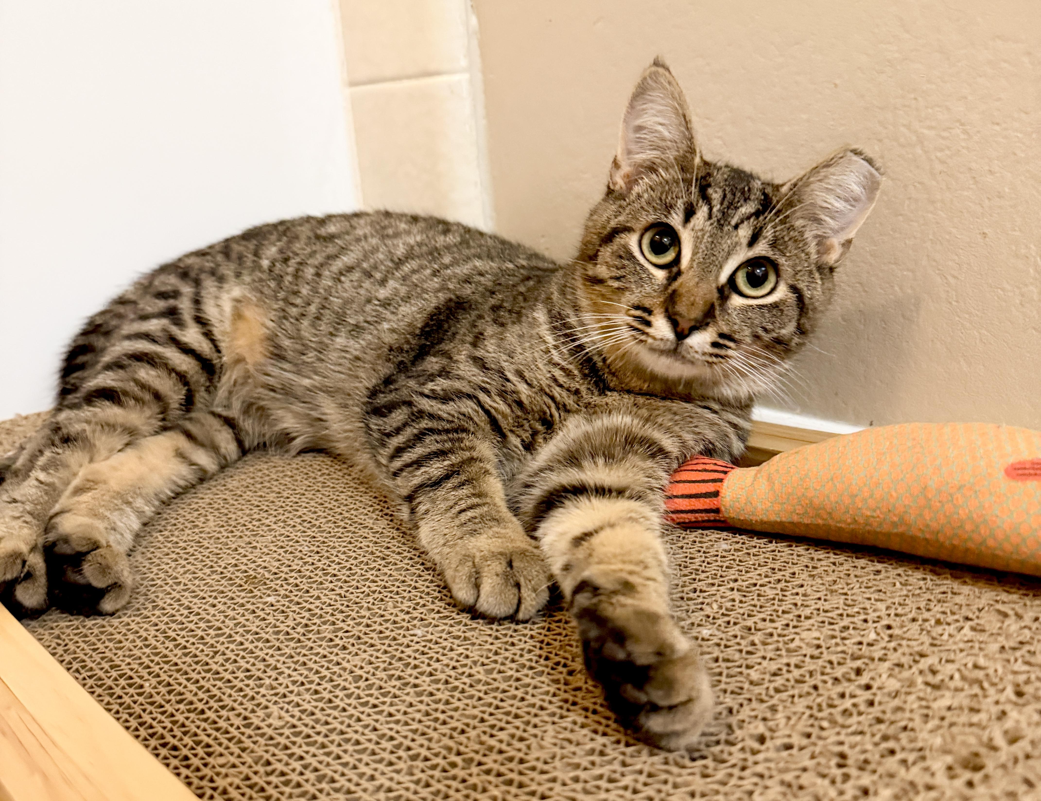 Jasper, a Adoptable Domestic Short Hair in Orange, CA image 2/4