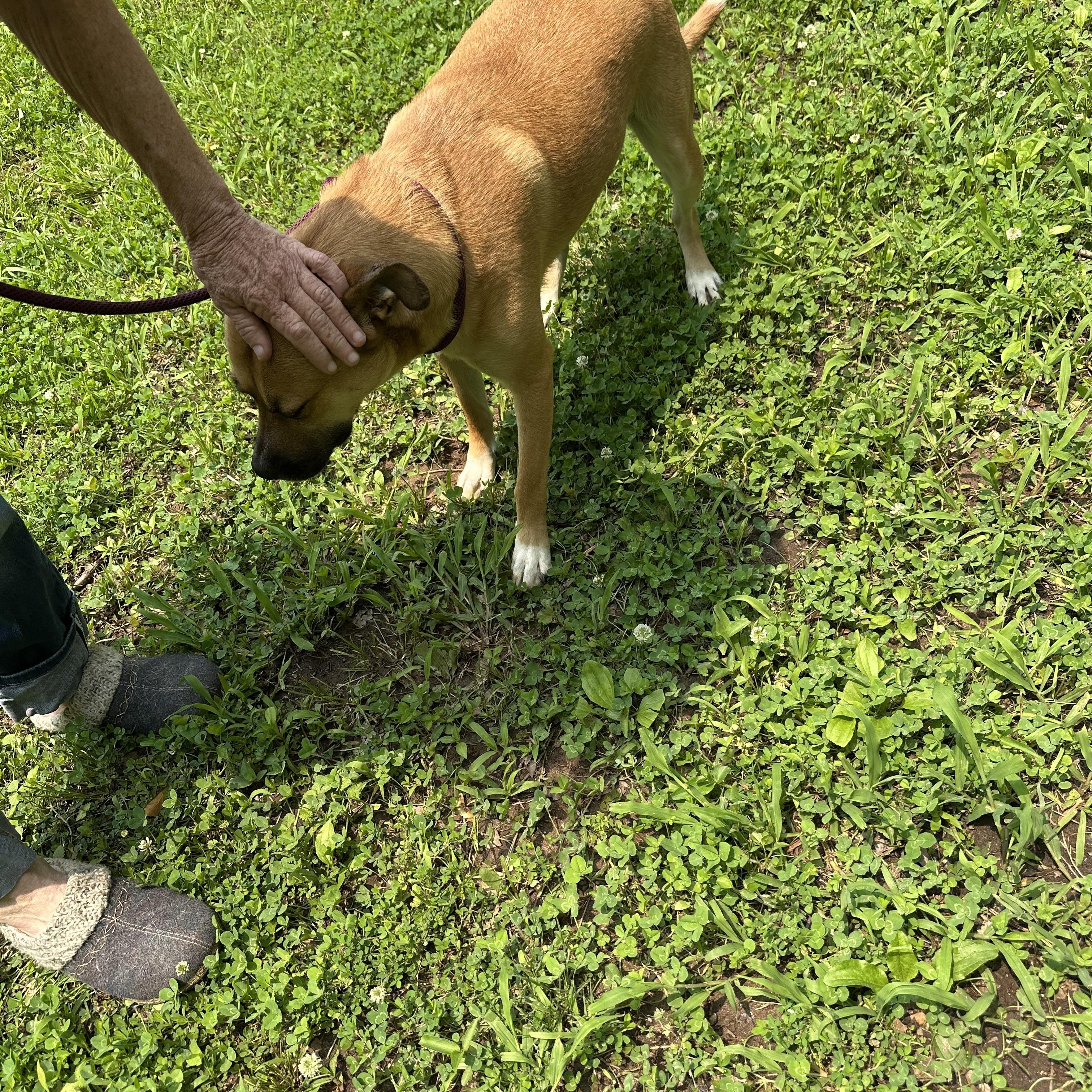 Enlarge Princess, a Adoptable mixed breed in cumming, GA image 3/3