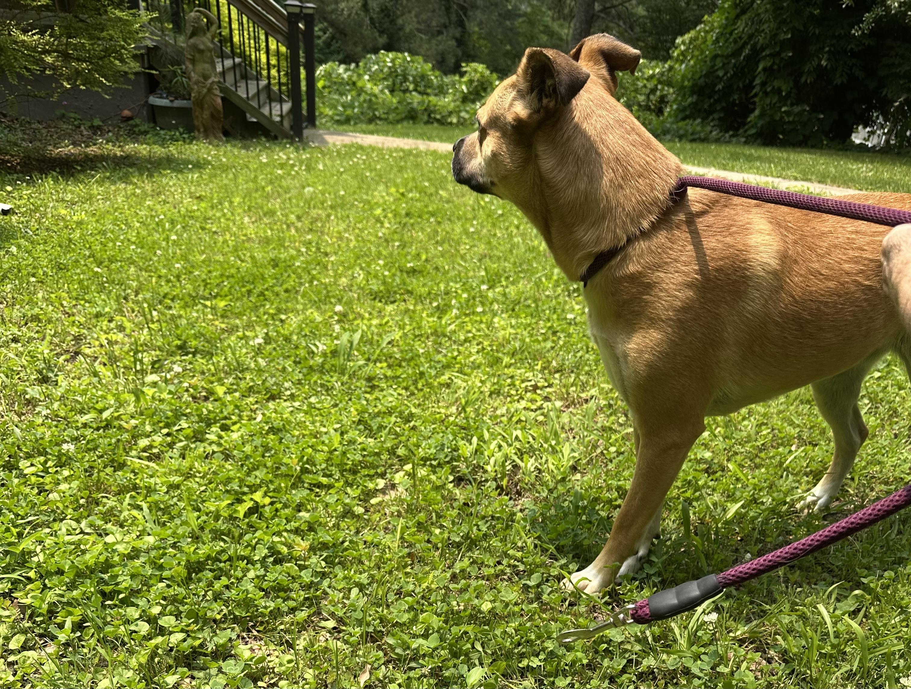 Enlarge Princess, a Adoptable mixed breed in cumming, GA image 2/3