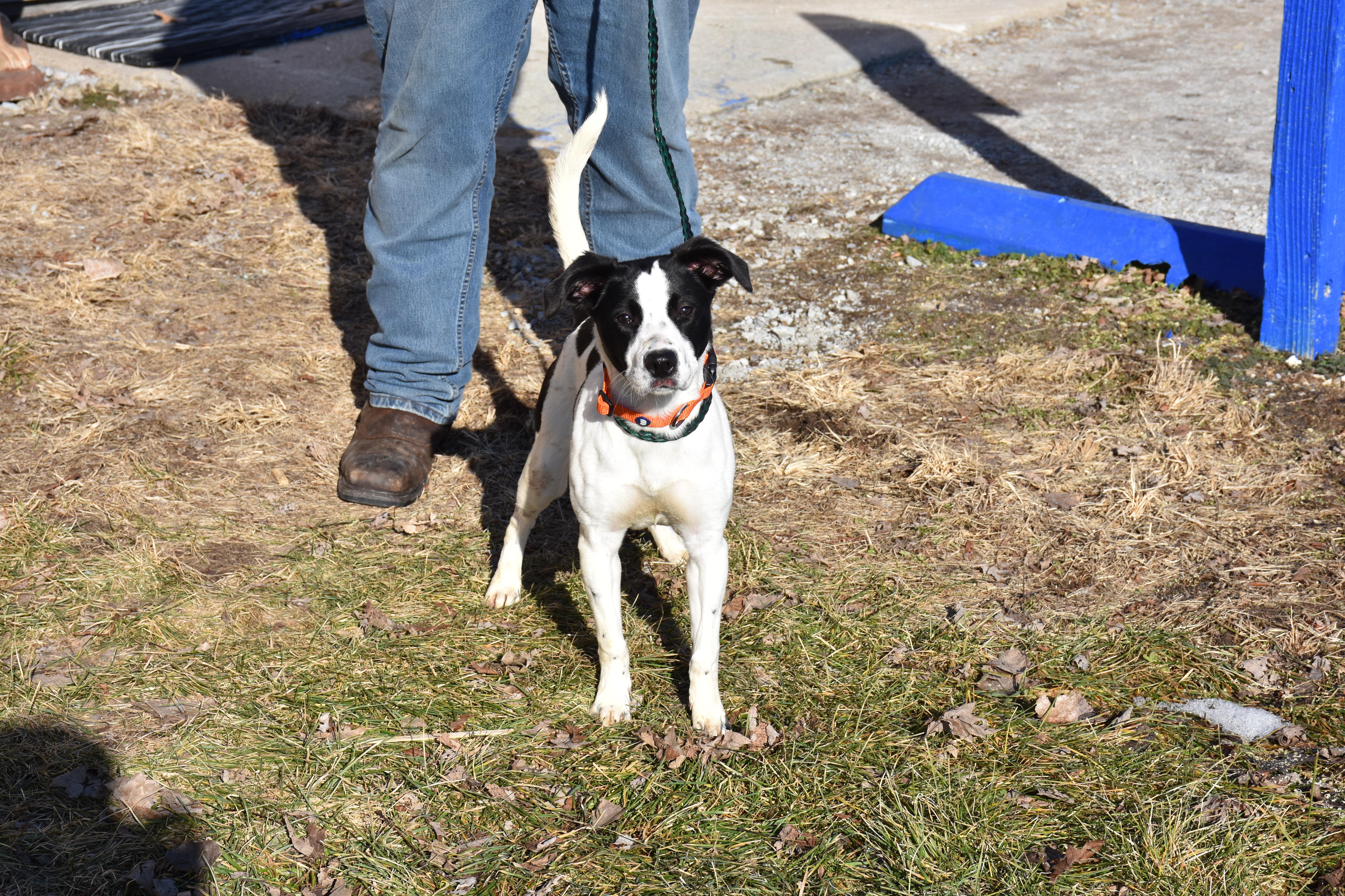 Dahlia, ADOPTABLE, Young Female Mixed Breed.