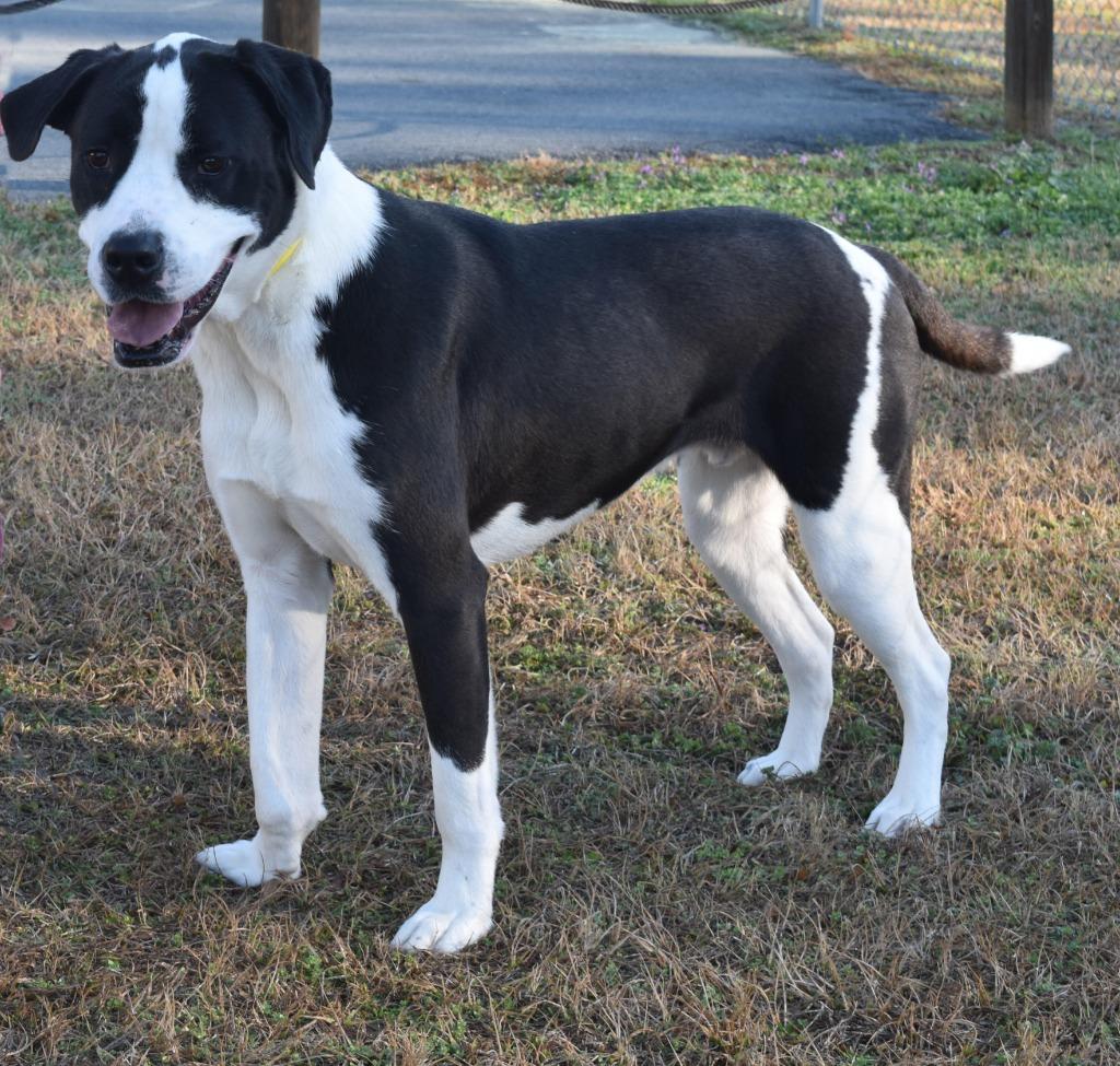 Enlarge Swaye, a Adoptable mixed breed in Kingsland, GA image 3/4
