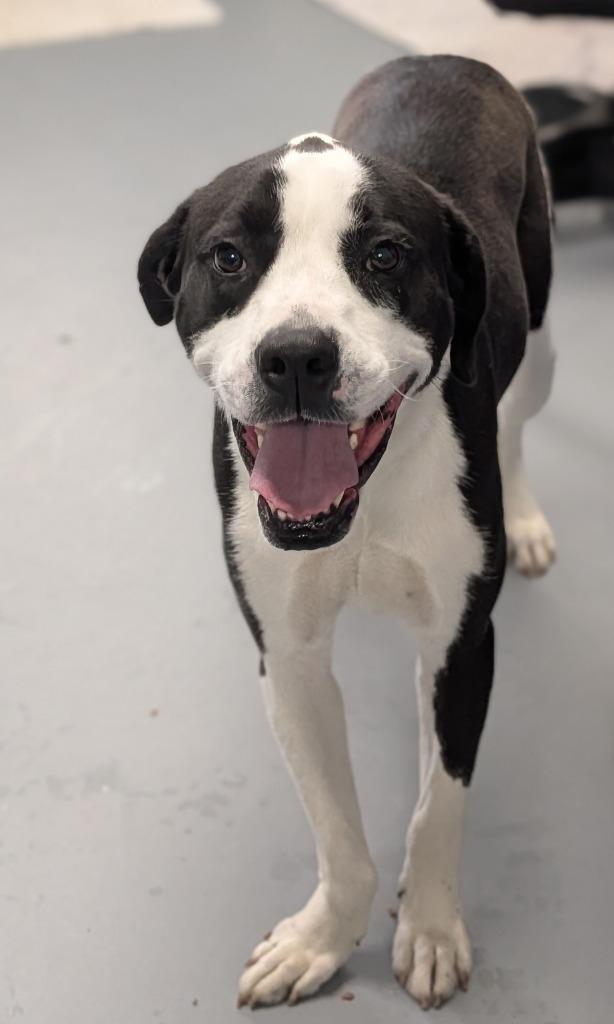 Enlarge Swaye, a Adoptable mixed breed in Kingsland, GA image 4/4