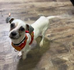 Paco, a ADOPTABLE mixed breed in Longwood, FL image 2/6