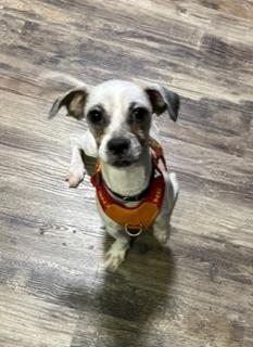 Paco, a ADOPTABLE mixed breed in Longwood, FL image 1/6