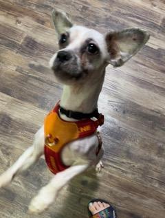 Paco, a ADOPTABLE mixed breed in Longwood, FL image 4/6