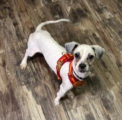Paco, a ADOPTABLE mixed breed in Longwood, FL image 6/6