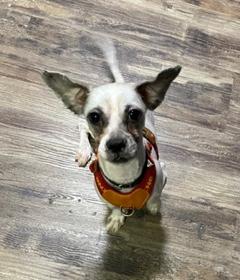 Paco, a ADOPTABLE mixed breed in Longwood, FL image 5/6