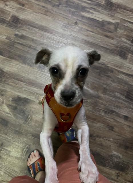 Paco, a ADOPTABLE mixed breed in Longwood, FL image 3/6