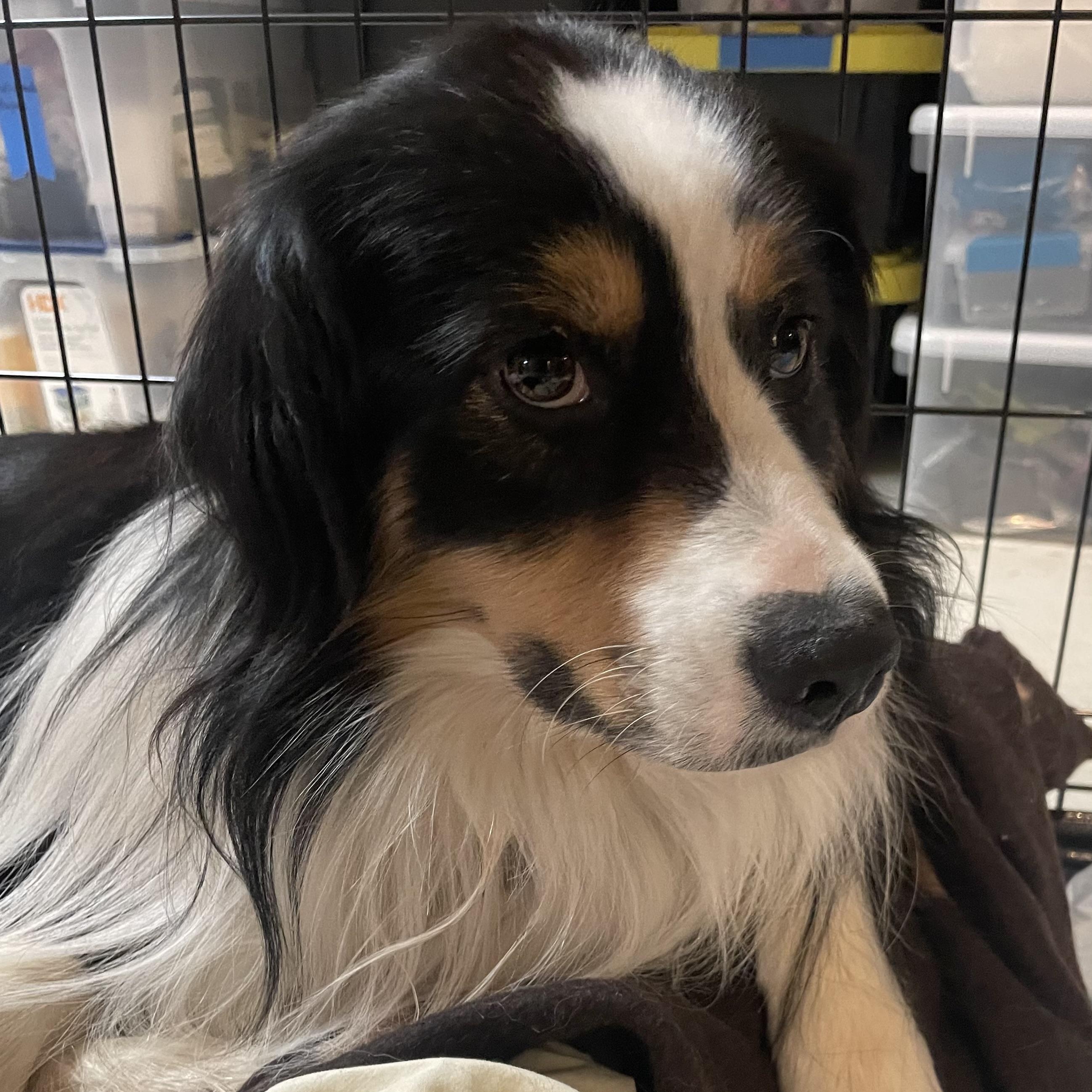 Stan the Man, a Adoptable Australian Shepherd in La Center, WA image 4/4